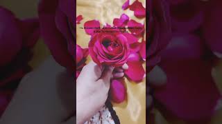 Gulab #rose #🌹#dilpreetdhillon #punjabisong #songs