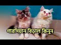 Persian cat  cat farm in bangladesh  persian kitty 2021  persian kitten playing