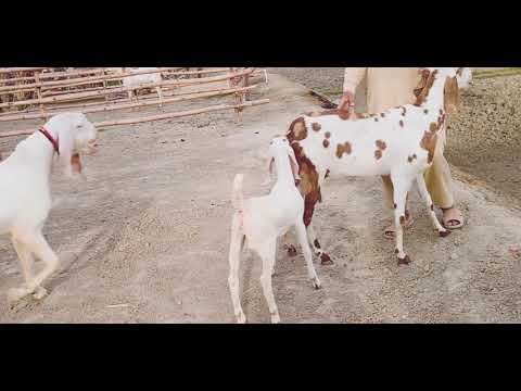 اس طرح کی ویڈیو پہلے کبھی نہیں دیکھی ہوگی ضرور دیکھئے 03343351935