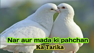 How to identify male and female pigeon || kabootar me nar or mada ki pahchan