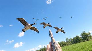 45 GEESE & MULTIPLE BANDS!? INSANE EARLY SEASON GOOSE HUNTING!
