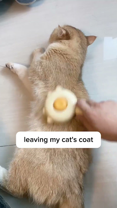 cat in puffer jacket meme
