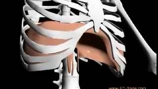 3D view of diaphragm