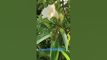 Cây cát lồi | cây mía dò với nhiều công dụng rất hay