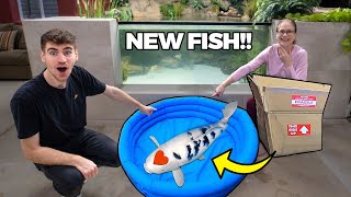 Unboxing The World’s Most Amazing Koi Fish!