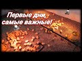 Выращивание бройлеров! Первые дни! Что нужно знать! Напольное содержание!