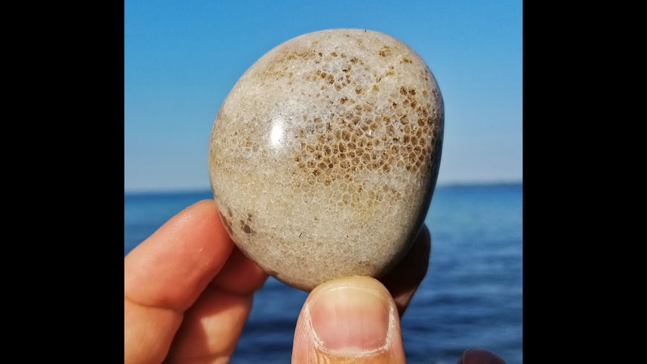SHORELINE PETOSKEY SHOP : Favosite Stone 030