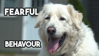 Fearful Pyrenees Dog Rehabbed