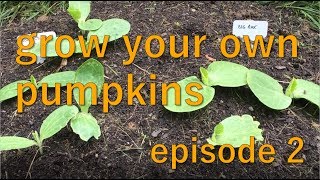 Pumpkin First True Leaves - How To Grow Pumpkins - Summer 2017, Episode 2
