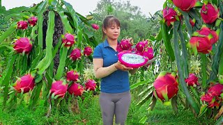 Harvest Dragon Fruit Go To Market Sell, Weeding the banana garden | New Free Bushcraft