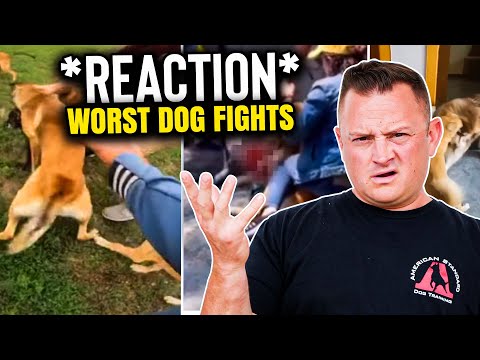 Reacting to the Internet's WORST Dog Fights