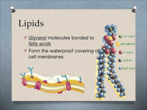 Carbs & Lipids