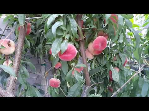 Видео: Babcock Peach Fruit – отглеждане на праскови бабкок в домашната градина