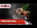 Arley Rodríguez, un joven apicultor que escuchó el zumbido de auxilio de las abejas -Los Informantes