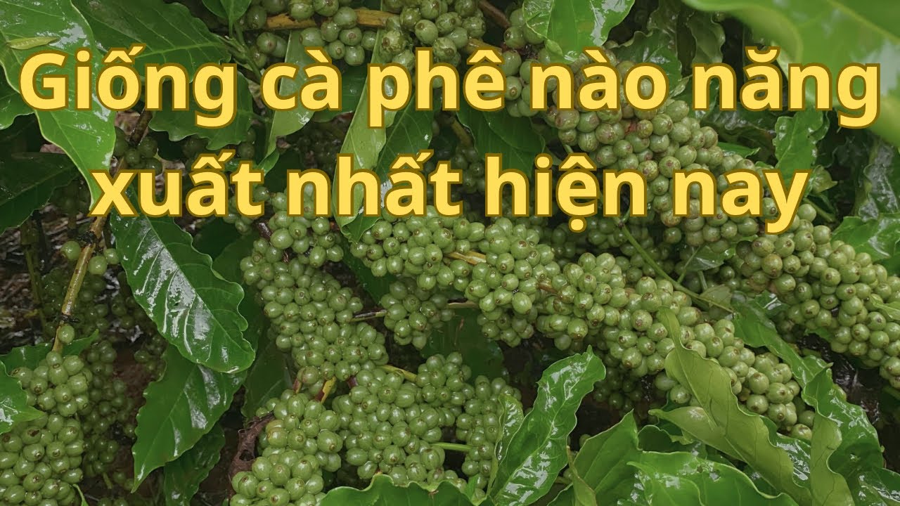 Nên chọn giống cà phê nào để cho năng xuất cao nhất. #caphe #kythuatchamsoccaphe 
