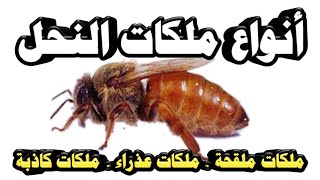 انواع ملكات النحل|ملقحة|غير ملقحة|ملكات كاذبة الأمهات الكاذبة الاستاذ محمد الجراح