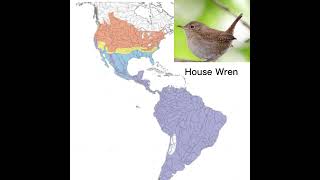Carolina Wren or House Wren?
