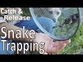 Snake Trapping!  Simple Trap Catches Bait and Snakes