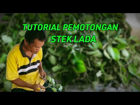 Video: Perbanyakan Stek Tanaman Lada – Tips Rooting Pemotongan Lada