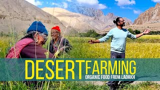 DESERT FARMING and LADAKHI FOOD | Ladakh | Henasku