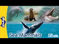 Sea Mammals | walrus, sea otter, manatee, bottlenose dolphin, sea lion, humpback wale | Sea Animals