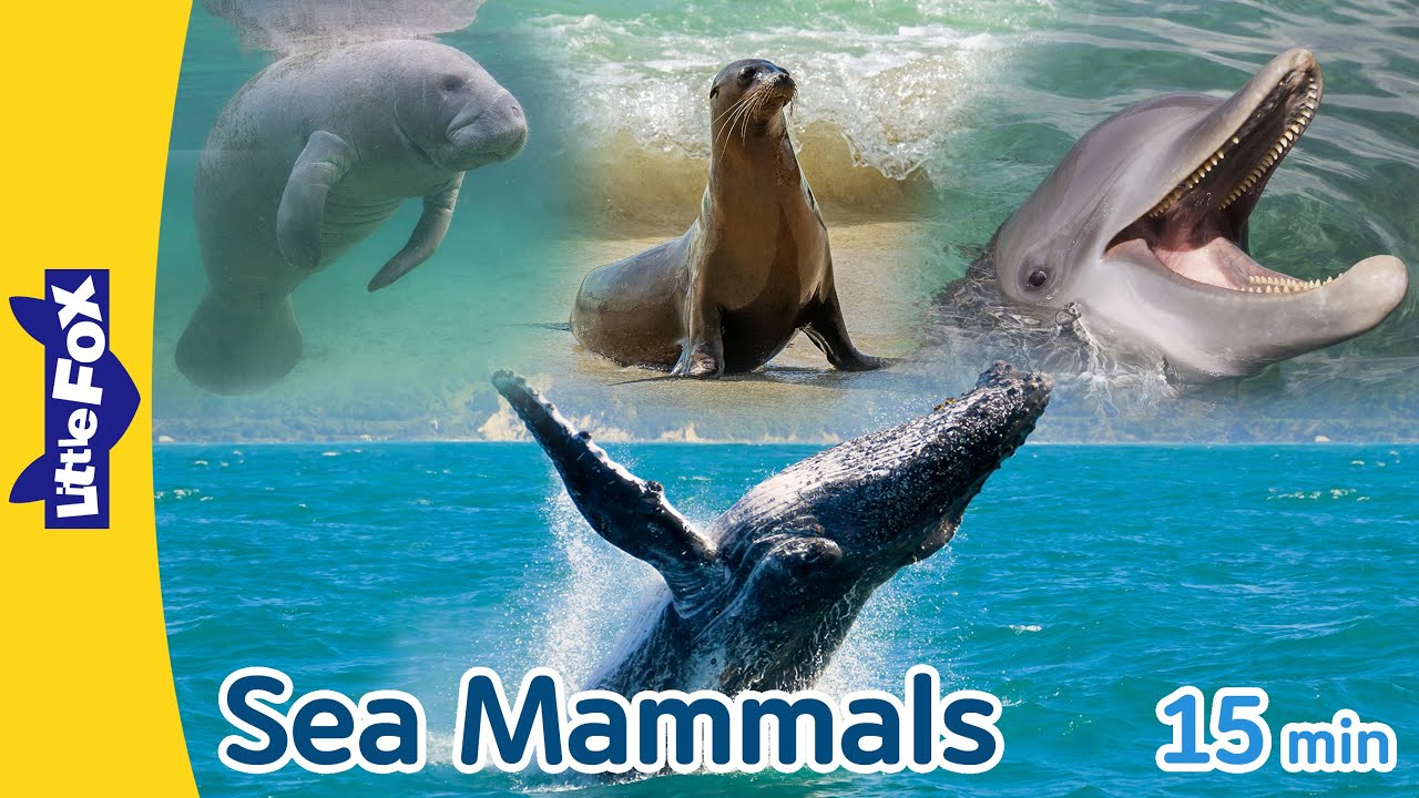 Sea Mammals Walrus Sea Otter Manatee Bottlenose Dolphin Sea Lion Sea Mammals Walrus Sea Otter Manatee Bottlenose Dolphin Sea Lion