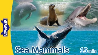 Sea Mammals | walrus, sea otter, manatee, bottlenose dolphin, sea lion, humpback wale | Sea Animals