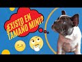 MiniBulldog francés todo lo que debes saber sobre la raza