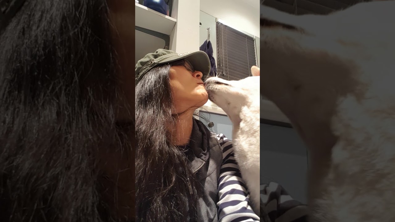 korean bbq near me Beckham the Korean rescue