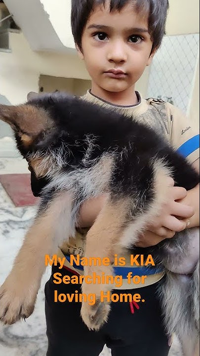 german-shepherd-double-coat-female-puppy-available-in-faridabad