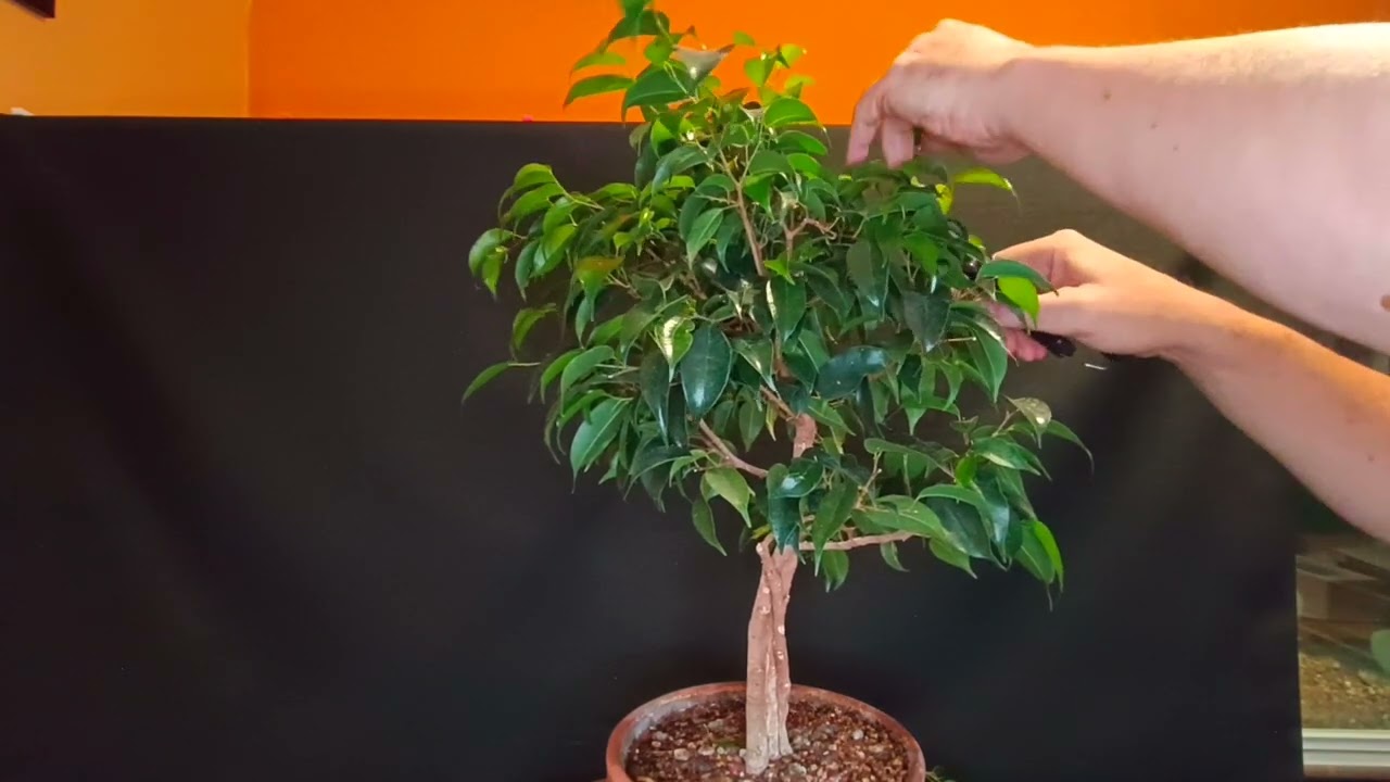 Ficus benjamina, información sobre su cultivo como bonsai y pinzado.