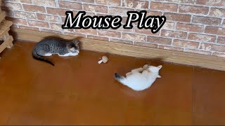 Mouse Play || Experimental Short Film || March 7, 2024 #cat #cute