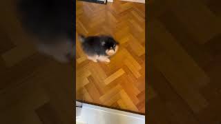 Pomeranian Shows Sy Playful Personality