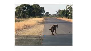 Poor Hyena not Aware of a Hiding Lion - Kruger Park || BBC Earth