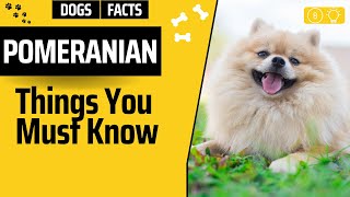 Pomeranian: 8 Facts You Didn't Know