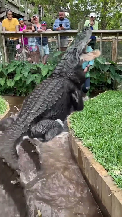 Buaya terbesar di dunia #yearofyou #animals #film #shorts