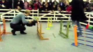 Rabbit from Sweden doing Bunny Agility (Rabbit Jumping)