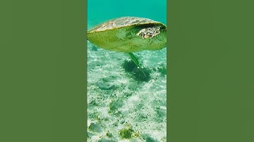 Turtle | Tortoise | Turtle Videos for kids #oddlysatisfyingvideo #shorts #turtle #tortoise