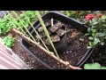 Building Garden Structures Building Garden Structures