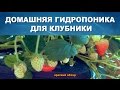 ДОМАШНЯЯ ГИДРОПОНИКА ВЫРАЩИВАНИЕ КЛУБНИКИ - ОБЗОР