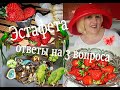 Блогер ли я?Поговорим-послушаем....  Ответы на вопросы эстафеты.Три вопроса блогеру.