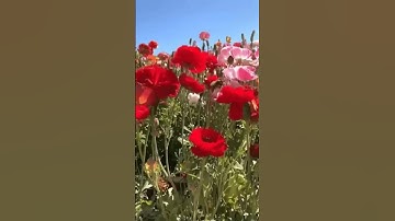 ما تيسر من سورة الكهف ( ألا بذكر الله تطمئن القلوب )