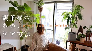 【観葉植物】可愛い植物達と暮らす冬の一日⛄️｜冬の水やり。乾燥対策。日光浴。｜寒さに強い植物