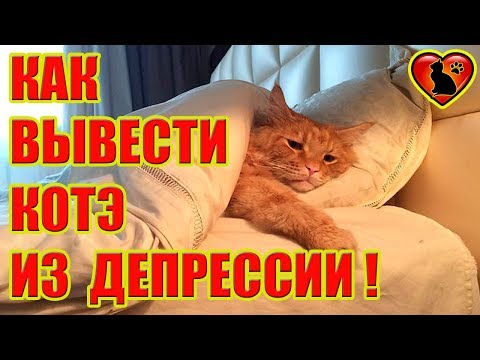 Как распознать депрессию у своего кота: признаки и помощь!