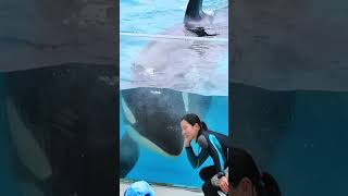 シャチ大合唱♪ルーナ可愛すぎました♥ #Shorts #鴨川シーワールド #シャチ #Kamogawaseaworld #Orca #Killerwhale
