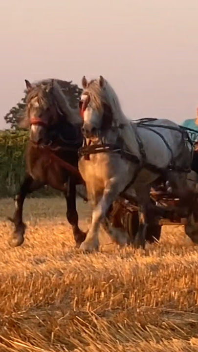 Beautiful horses #horse