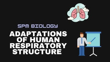 [Biology] Understanding Respiratory Structures of Human and its Adaptations