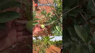 ಕರ್ನಾಟಕದಲ್ಲಿ ಸೇಬು ಬೆಳೆದ ರೈತ An raita_mitra apple growing farmer in Karnataka #farming #farming