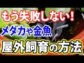 【初心者向け】プロが教える金魚やメダカを屋外で飼う方法を徹底解説！【ビオトープ】【夏越し】【冬越し】