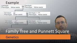 Heredity: Family Tree with Punnett Square Example